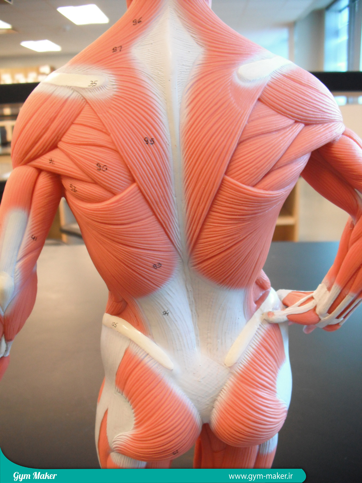 گروه های عضلات بدن